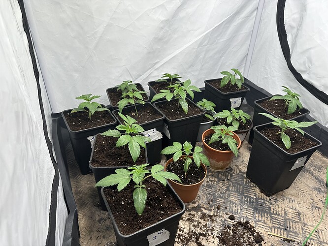 Growreport Bild 3