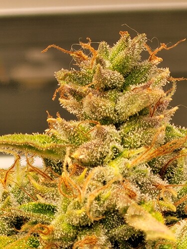 Growreport Bild 28