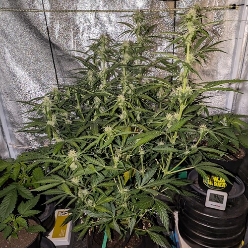 Growreport Bild 17