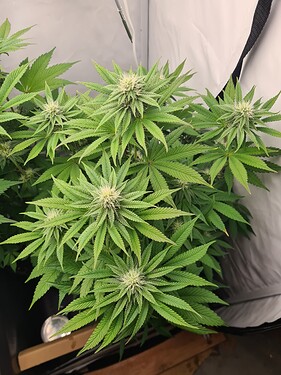 Growreport Bild 5