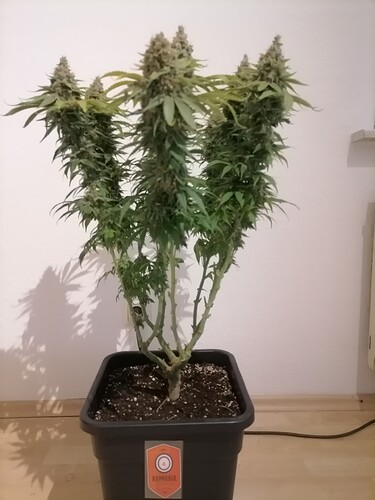 Growreport Bild 32