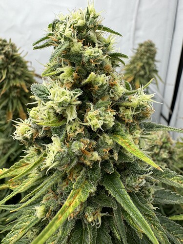 Growreport Bild 3