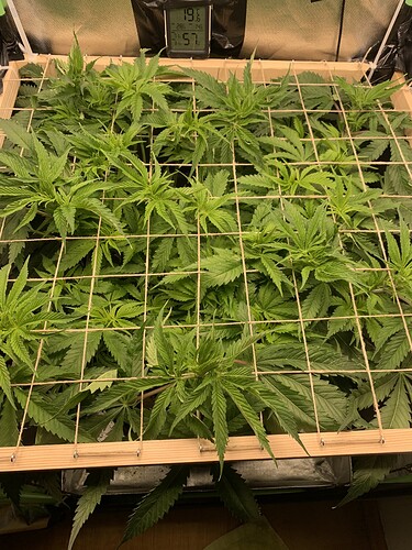 Growreport Bild 1