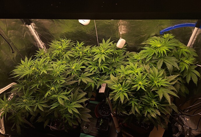 Growreport Bild 7