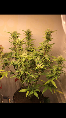 Growreport Bild 11