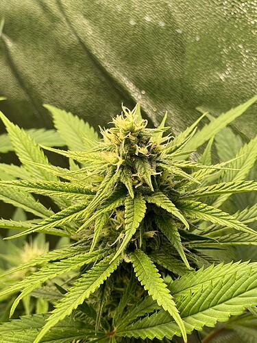Growreport Bild 27