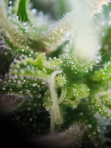 Growreport Bild 6