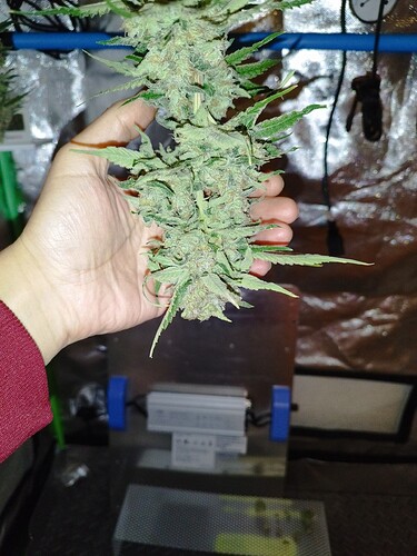 Eine Hand hält einen großen, reifen Cannabis-Bud, der von Trichomen bedeckt ist.