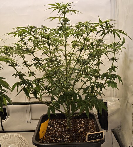 Gr.1.BT15.nach.Beschnitt.wegen.Septoria