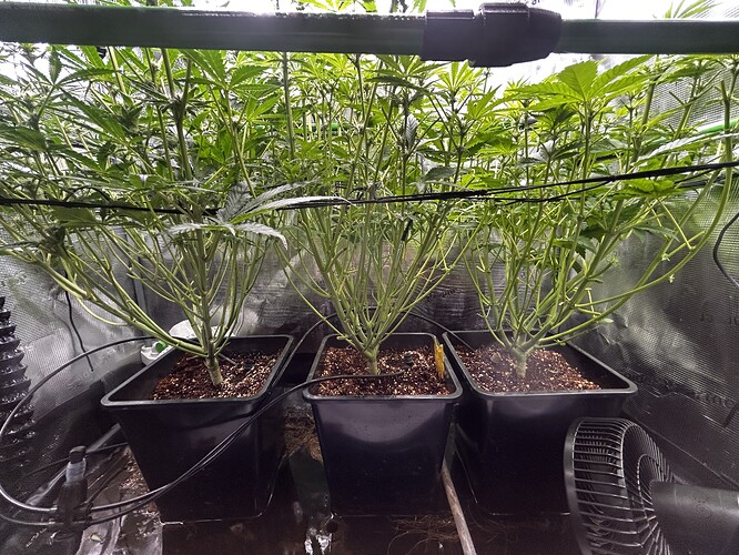 Growreport Bild 68