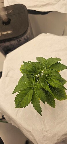 Growreport Bild 26