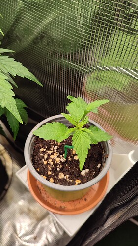 Growreport Bild 2