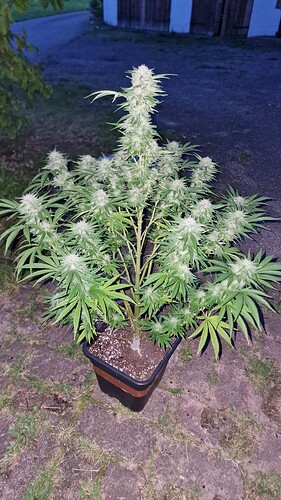 Growreport Bild 13