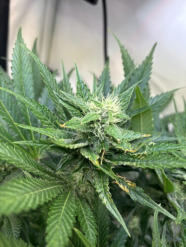 Growreport Bild 1