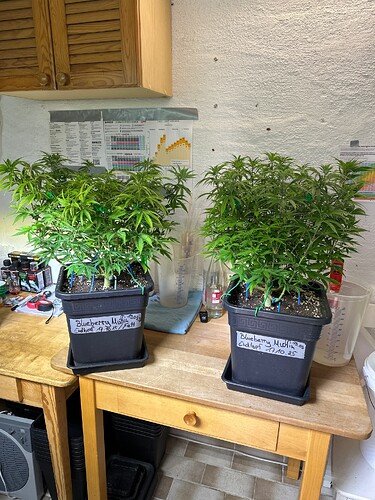 Growreport Bild 19