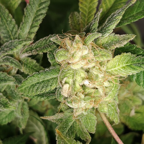Growreport Bild 51