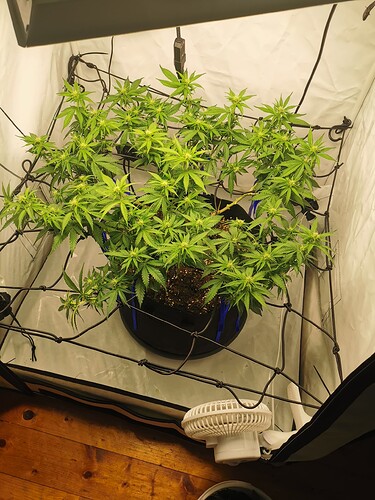 Growreport Bild 7