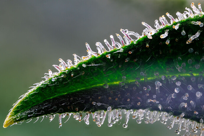 Growreport Bild 7