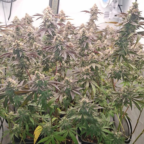 Growreport Bild 8