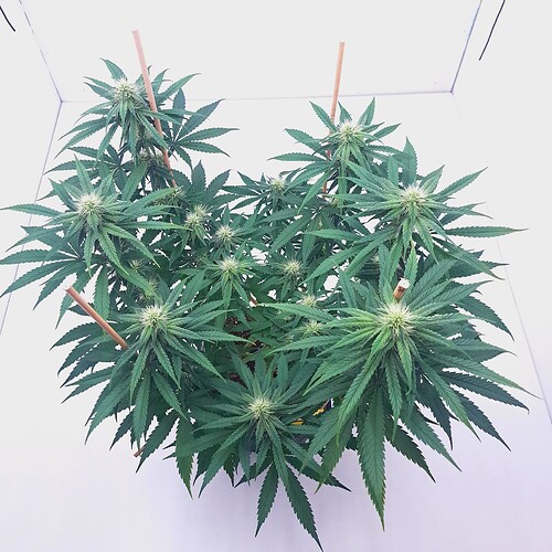 Growreport Bild 15