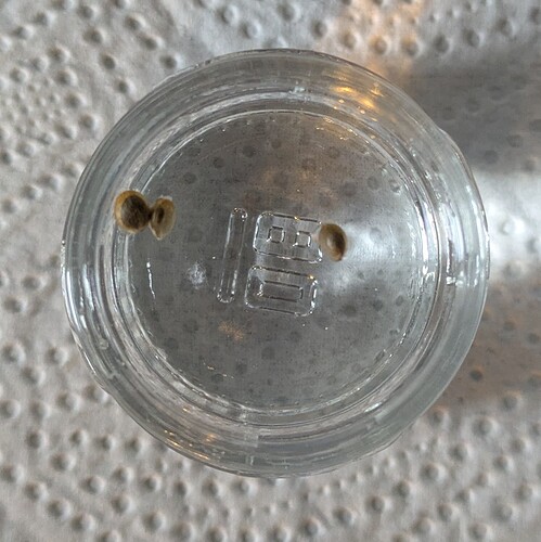 Zwei Cannabissamen in einem kleinen Glas mit Wasser zur Keimung.
