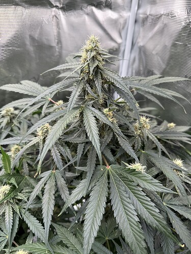 Growreport Bild 9