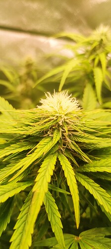 Growreport Bild 3