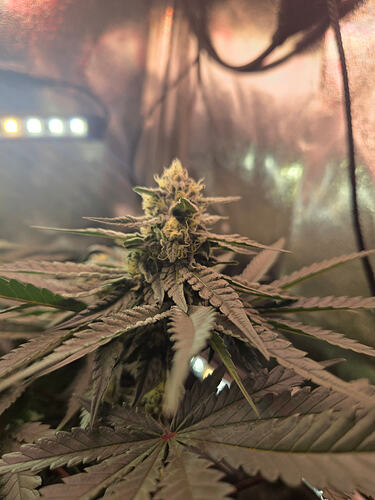 Nahaufnahme eines Cannabis-Buds in der Blütephase unter Grow-Licht.