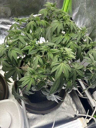 Growreport Bild 1