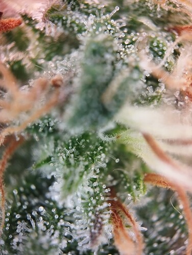 IMG_20250226_194722 - Kopie