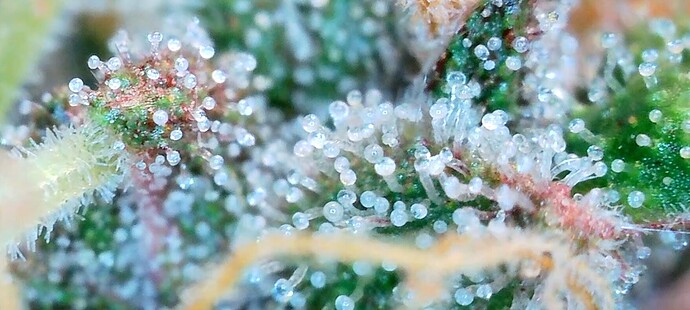 Screenshot_20240716_174413_Gallery