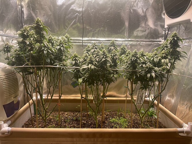 Growreport Bild 1