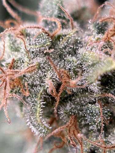 Growreport Bild 3