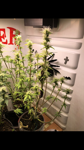 Growreport Bild 7