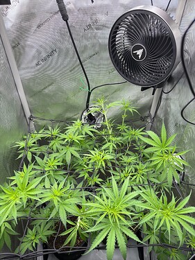 Growreport Bild 2