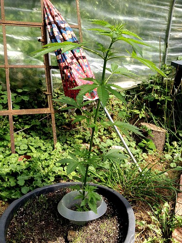 Growreport Bild 27