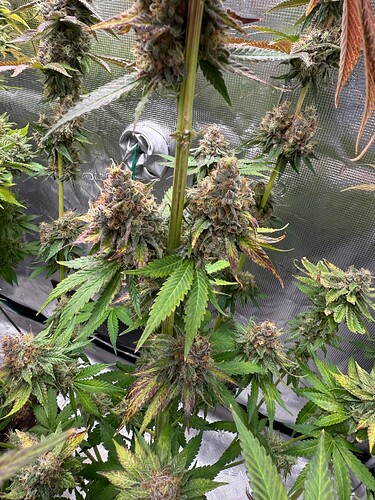 Growreport Bild 32