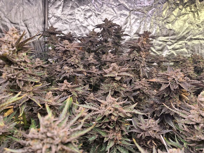Growreport Bild 3