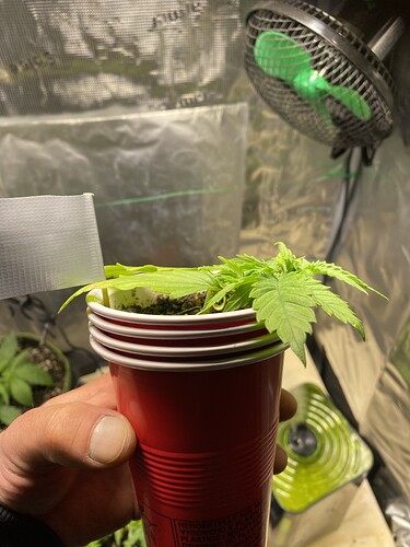 Growreport Bild 39