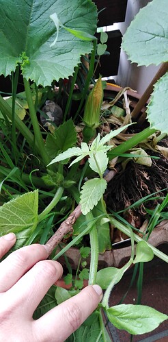 Growreport Bild 1