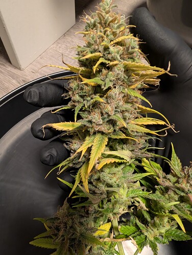 Growreport Bild 9