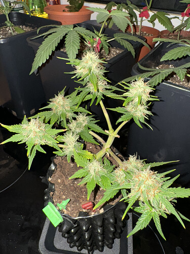 Growreport Bild 2