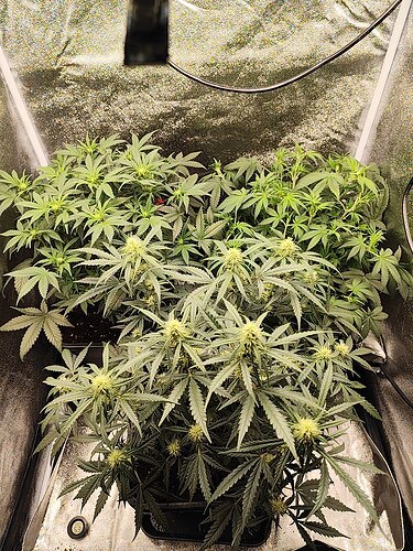 Growreport Bild 2