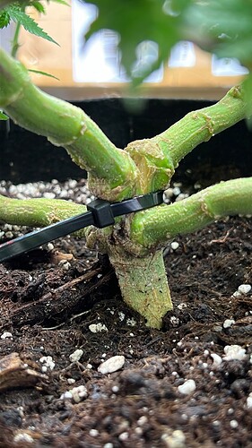 Growreport Bild 2