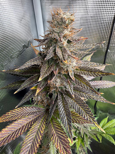 Growreport Bild 1