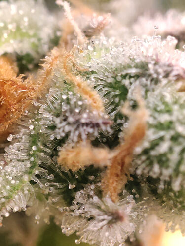 Growreport Bild 23