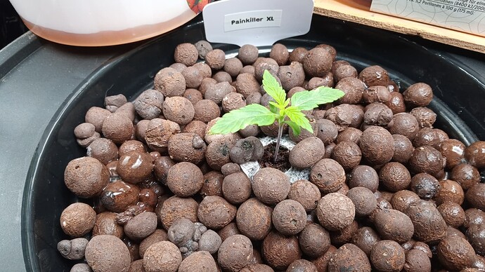 Growreport Bild 4