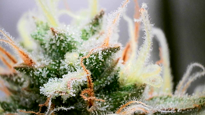 Growreport Bild 25