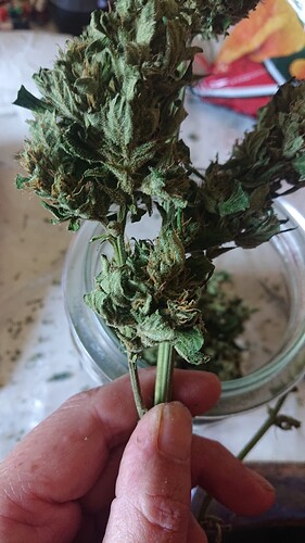 Growreport Bild 35