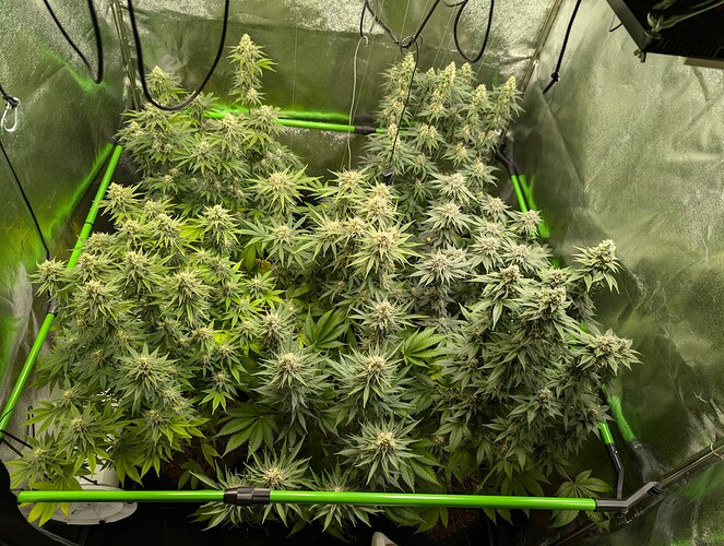 Growreport Bild 1